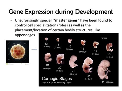 PPT - Gene Expression PowerPoint Presentation, free download - ID:6919344