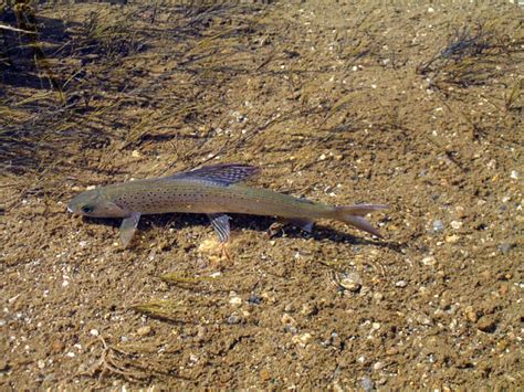 Arctic Grayling Habitat Limited by Chena Slough Invasive | KUAC