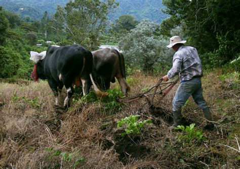 Oxen Plowing 4 Free Stock Photo - Public Domain Pictures