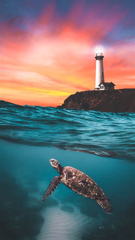 Sea turtle, beach, light house, natural beauty, graphy, sky, sunset ...