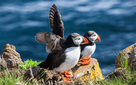 #864632 4K, Skomer Island, England, Puffin, Birds, Sea, Crag, Wales ...