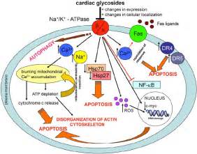 The most important mechanisms of cytotoxic action of the cardiac ...