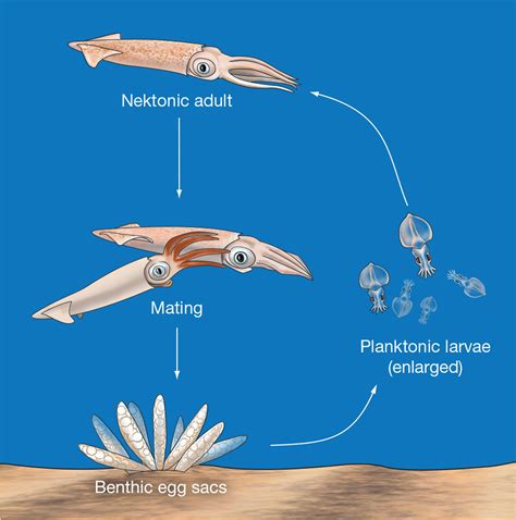 Essentials of Oceanography, 11th Ed - Justin Hofman - Scientific ...