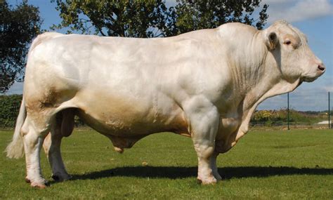 Charolais - ALH Genetics