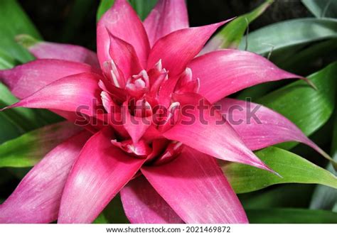 Pink Bromeliad Photos, Images & Pictures | Shutterstock