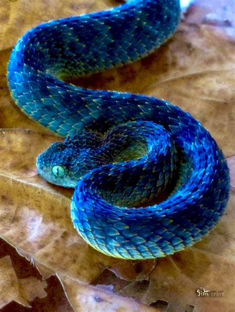 Blue leaf viper | Poisonous snakes, Snake, Pet snake