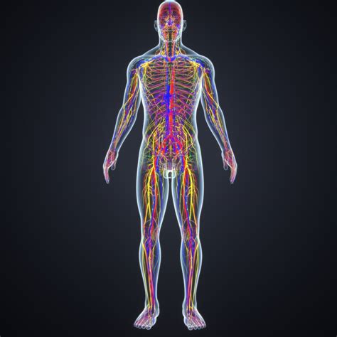 Body arteries veins nerves model - TurboSquid 1217104