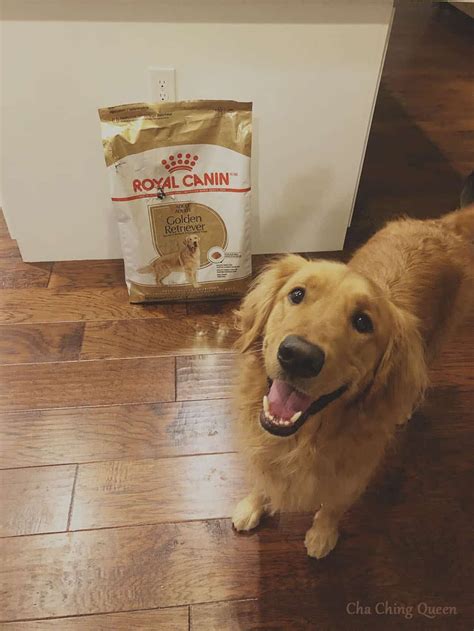 Best Dog Food for Golden Retrievers - Chewie Approved | Best dog food ...