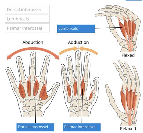 Lumbricals And Interossei Of Hand