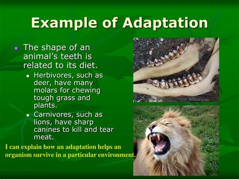 Adaptation Types Powerpoint Ppt Whats An Adaptation A Structure ...