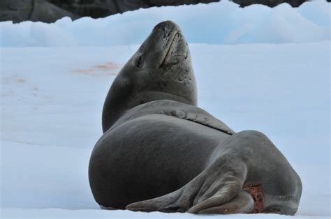 Antarctica – Leopard Seal