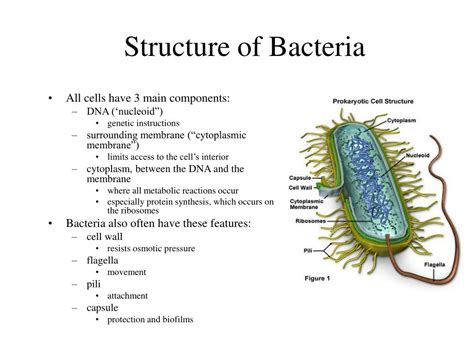 Physical Characteristics Of Bacteria