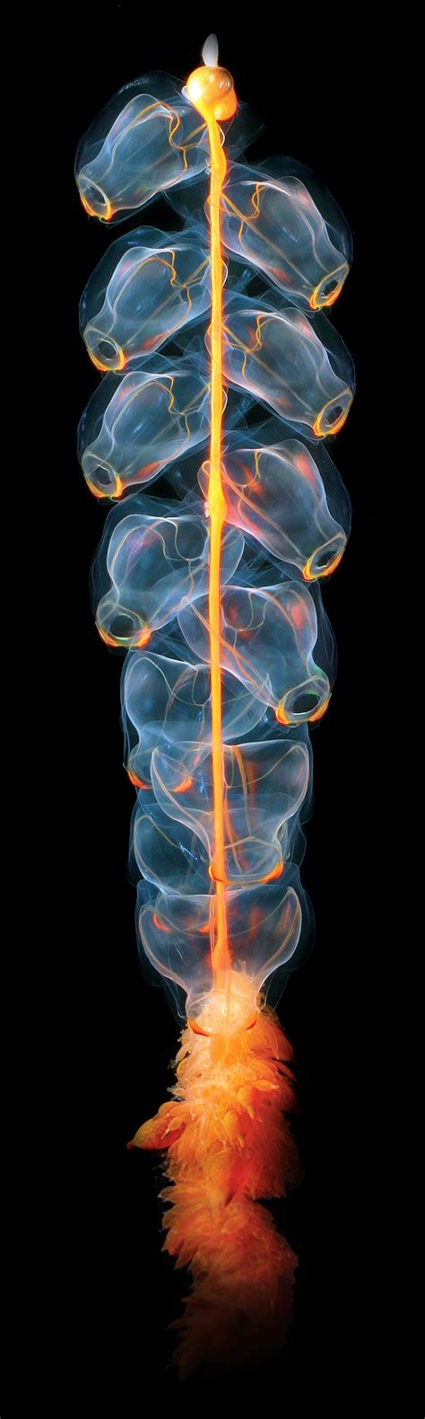 "Marrus orthocanna is a species of pelagic siphonophore, a colonial ...