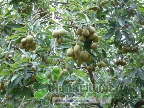 Madhuca Longifolia Seeds - Horticultural Impex, Dehradun, Uttarakhand