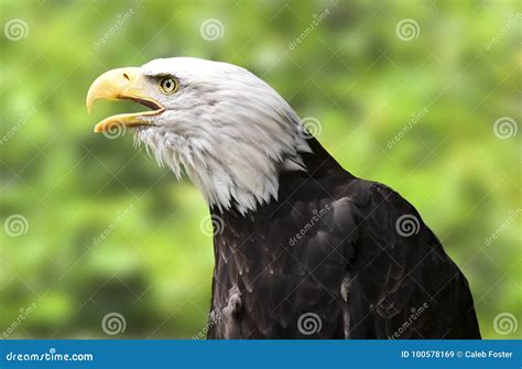 American Bald Eagle, Close Up Portrait Stock Image - Image of symbol ...