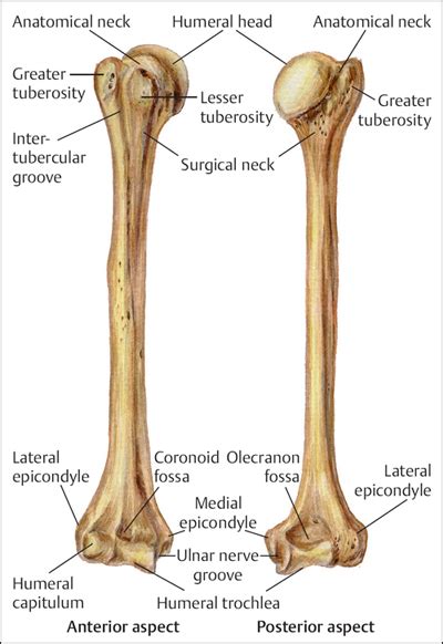 Fractures of the Humerus | Musculoskeletal Key