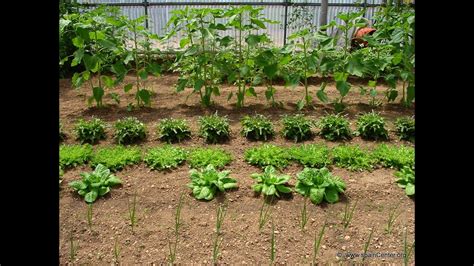 Todo lo que Debe saber para Tener su propia Huerta en Casa - TvAgro por ...