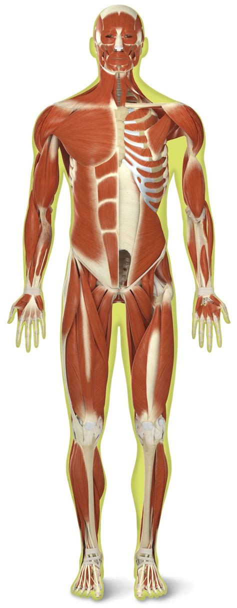 Pin on Muscular System