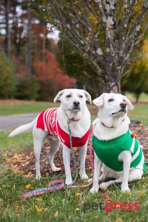 A Festive Collection of the Cutest Dog Christmas Sweaters