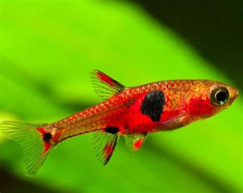 Strawberry Rasbora – THE EVOLVED FISH