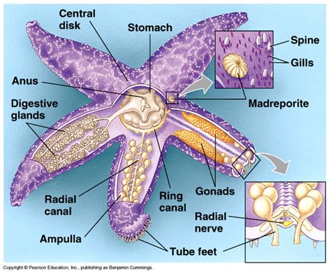 Starfish-Asteroidea - GT Comparative Anatomy