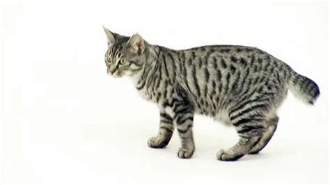 American Bobtail cat: Personality, Care & Unique Traits of the American ...