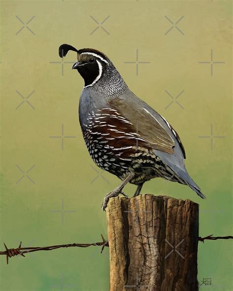 "New World Quail" by Jeff Powers Illustration | Redbubble