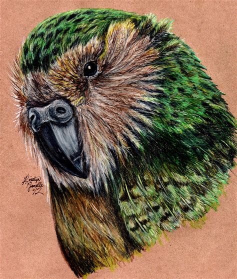 Kakapo by KristynJanelle on DeviantArt