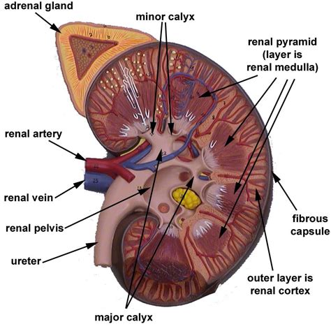 Kidney Anatomy Diagram