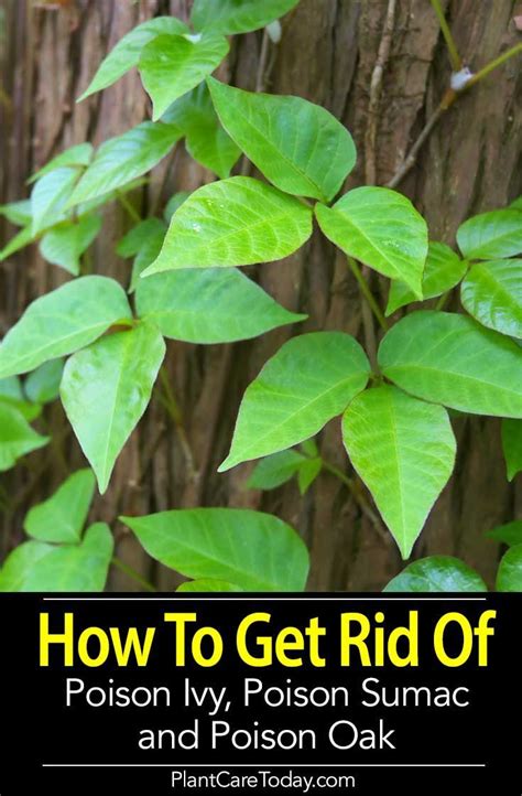 How to get rid of poison ivy, sumac and oak, using natural and chemical ...