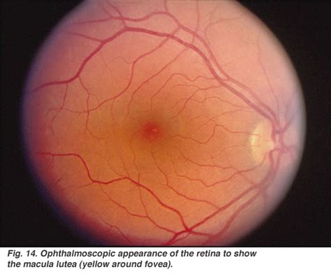 Simple Anatomy of the Retina by Helga Kolb – Webvision