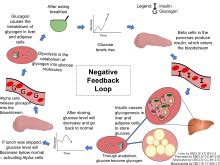 Negative Feedback Loop Examples Environment