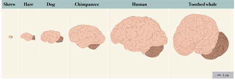 Human Brain Size