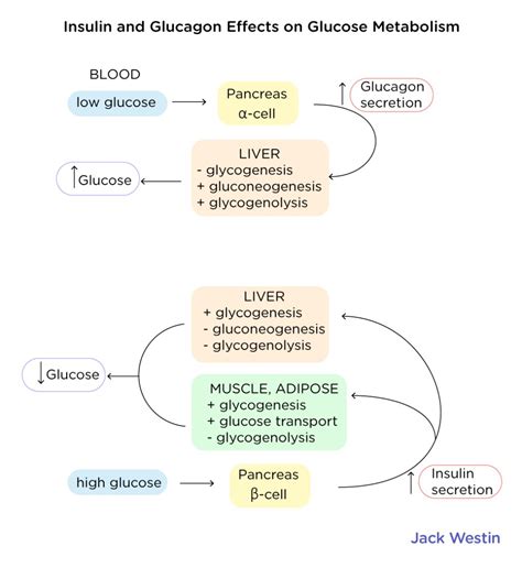 Hormonal Regulation Of Fuel Metabolism - Hormonal Regulation And ...