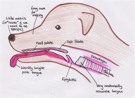 Dog Mouth Anatomy