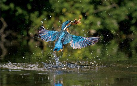 The clean up of the River Thames | Kingfisher, River thames, Wildlife ...