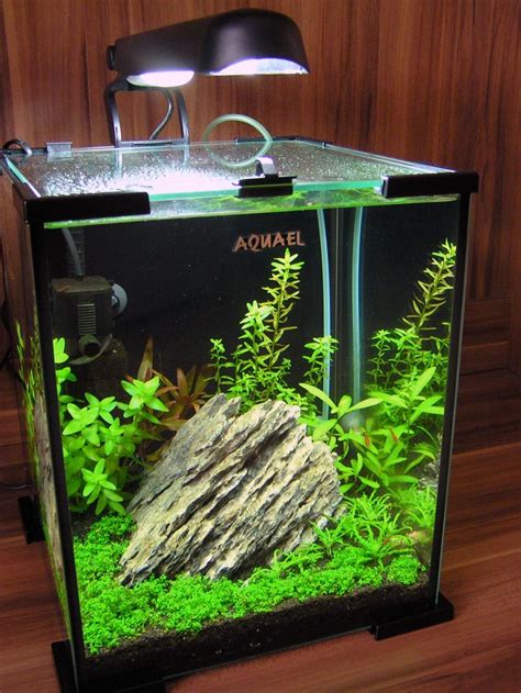 Aquascaping Nano 20l - Blog Aquascape