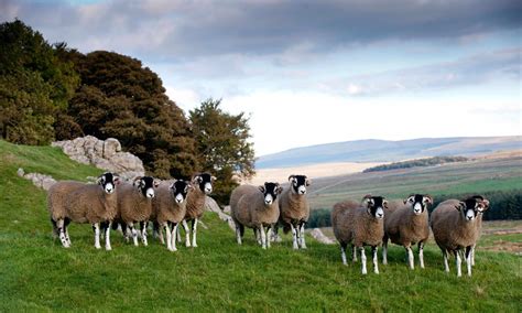 What Is The Difference Between Lamb, Hogget & Mutton? - Farmison & Co