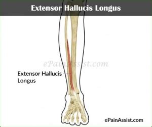 Extensor Hallucis Longus | Adam Faliq