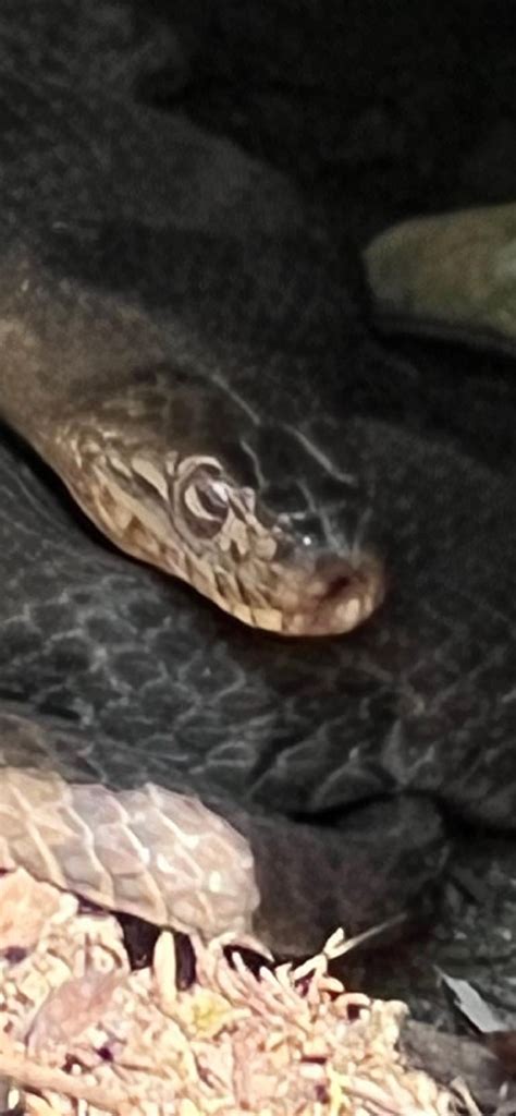 Snake with horizontal slit pupils? : r/snakes