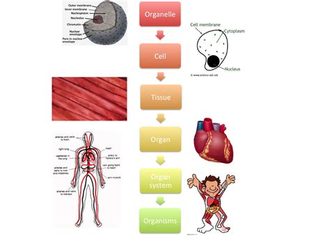 iGCSE Biology Revision Blog: 1.1 describe the levels of organisation ...