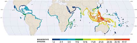 1. World map of the mangrove distribution zones and the number of ...