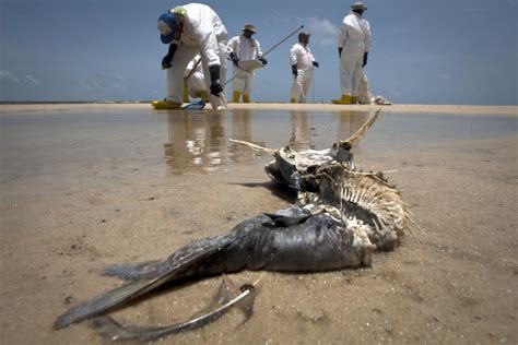 BP Reaches Settlement in 2010 Gulf Oil Spill, Agrees to Pay $18.7 ...