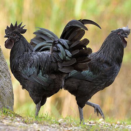 Ayam Cemani - Tierpark Hellabrunn