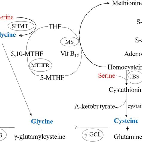 The uptake or biosynthesis of serine via cells. This schematic diagram ...