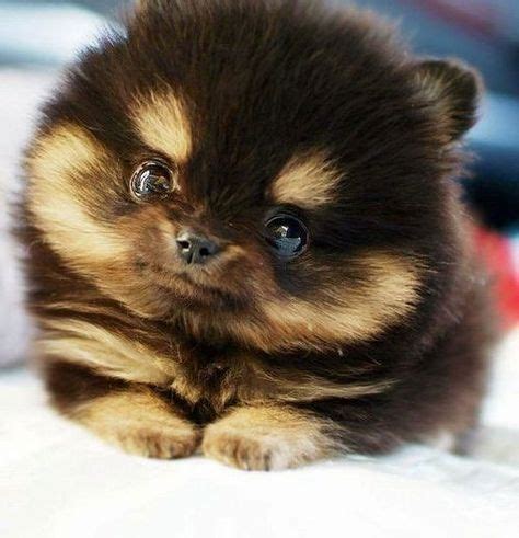 Adorable Teacup Pomeranian Puppies for Sale