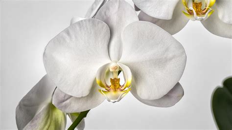 Moth Orchid Pollination | Orchid Flowers