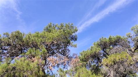 Premium Photo | Blue sky green tree nature