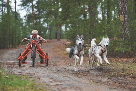 How to Start Dog Mushing - Pooch Loves