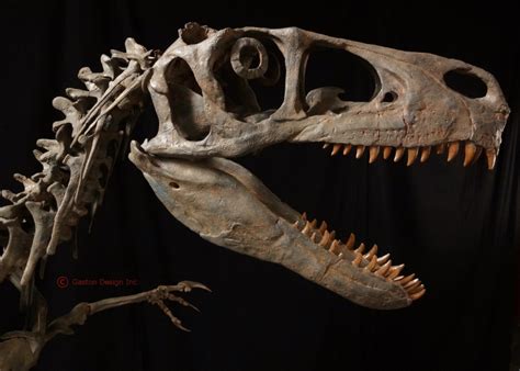 New Utahraptor Skeleton - Gaston Design, Inc.